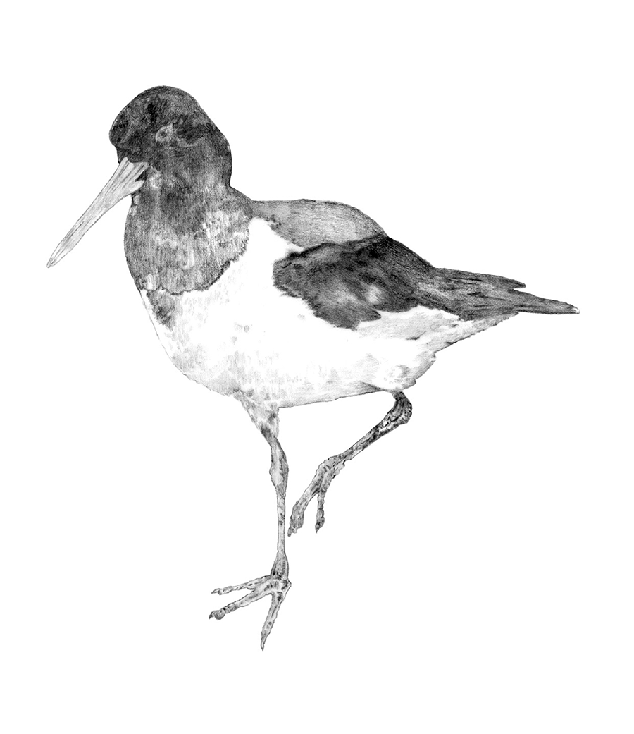 Illustration example