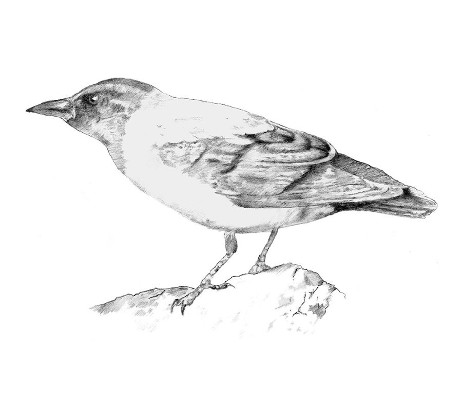 Illustration example