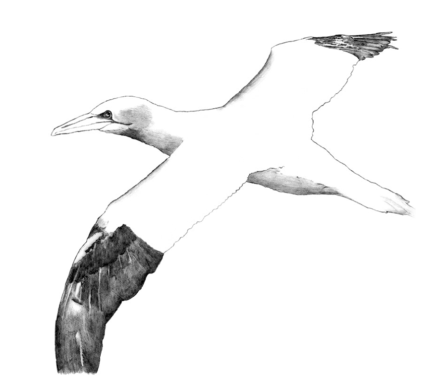 Illustration example