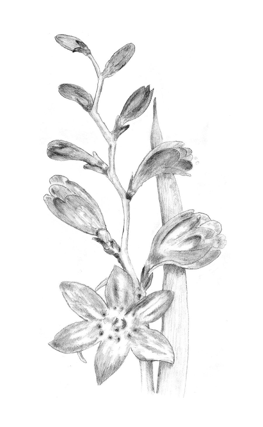 Illustration example