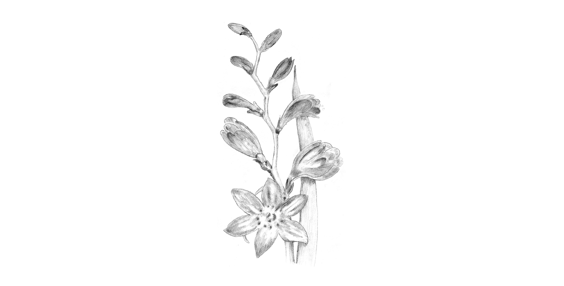 Illustration example