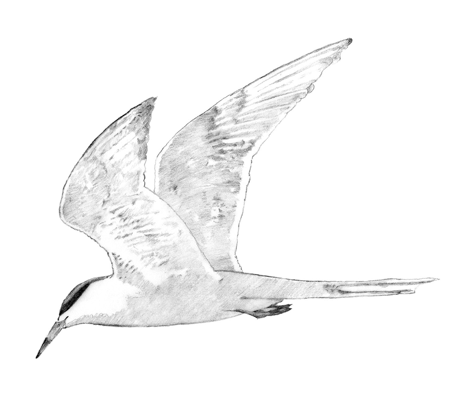 Illustration example