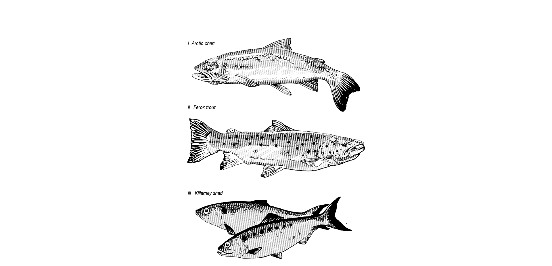Black and white line illustration