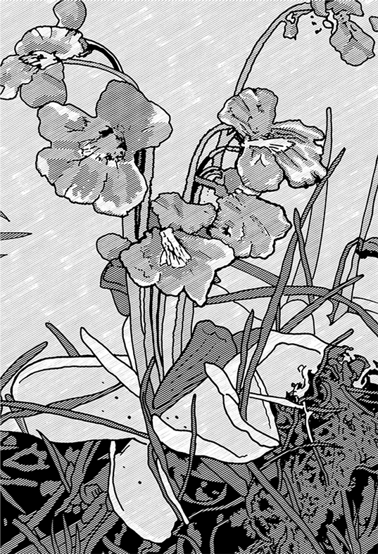 Black and white line illustration