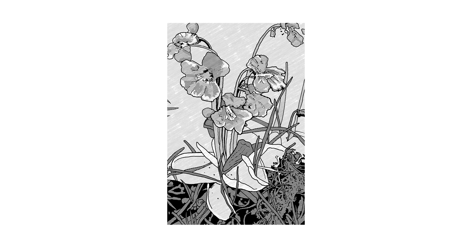 Black and white line illustration