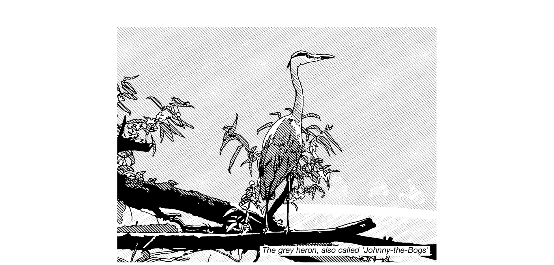 Black and white line illustration