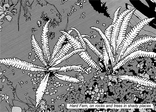 Black and white line illustration