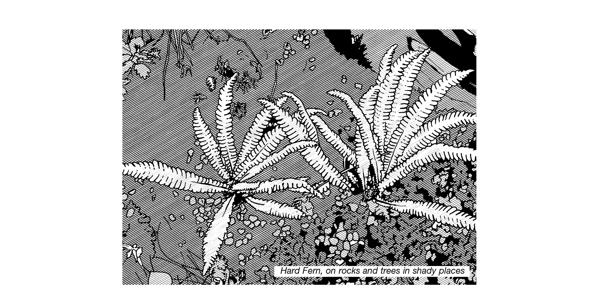 Black and white line illustration