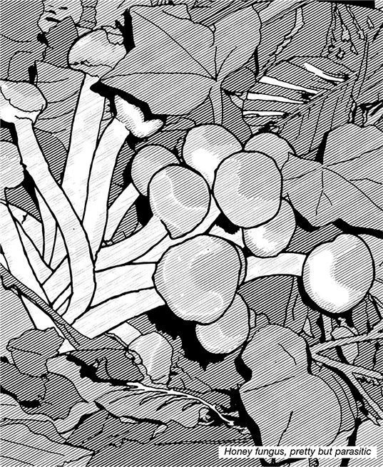 Black and white line illustration