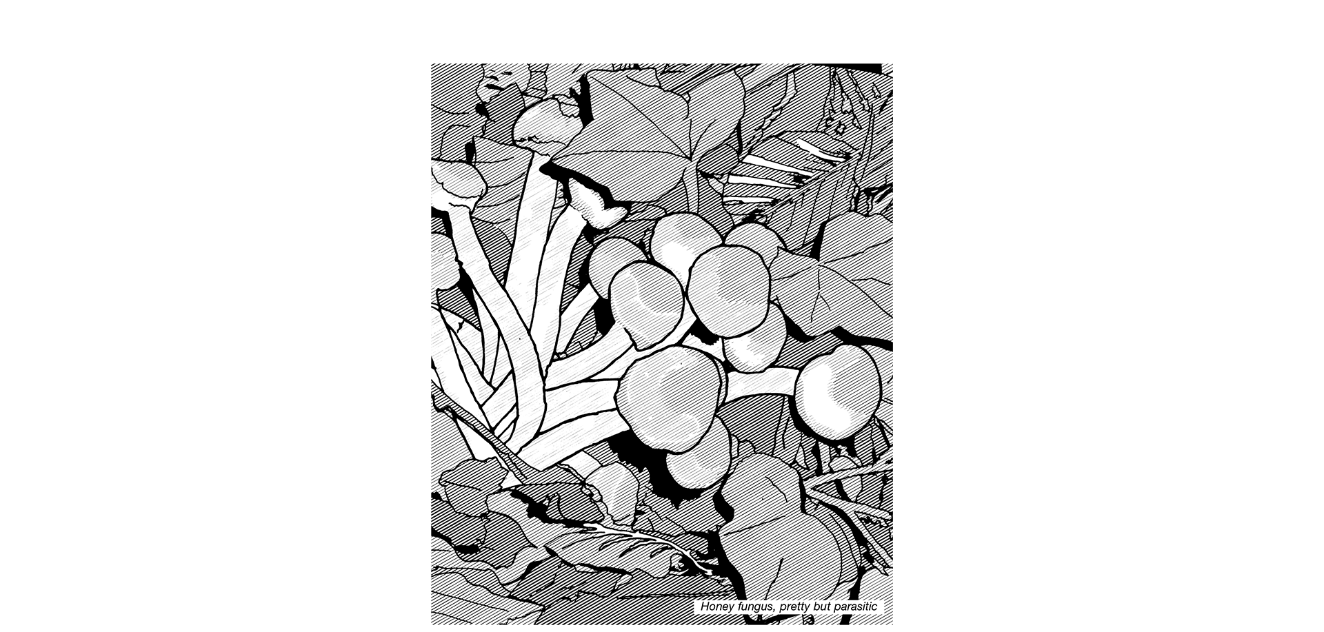 Black and white line illustration