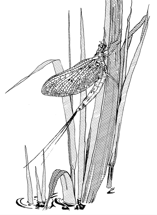 Black and white line illustration