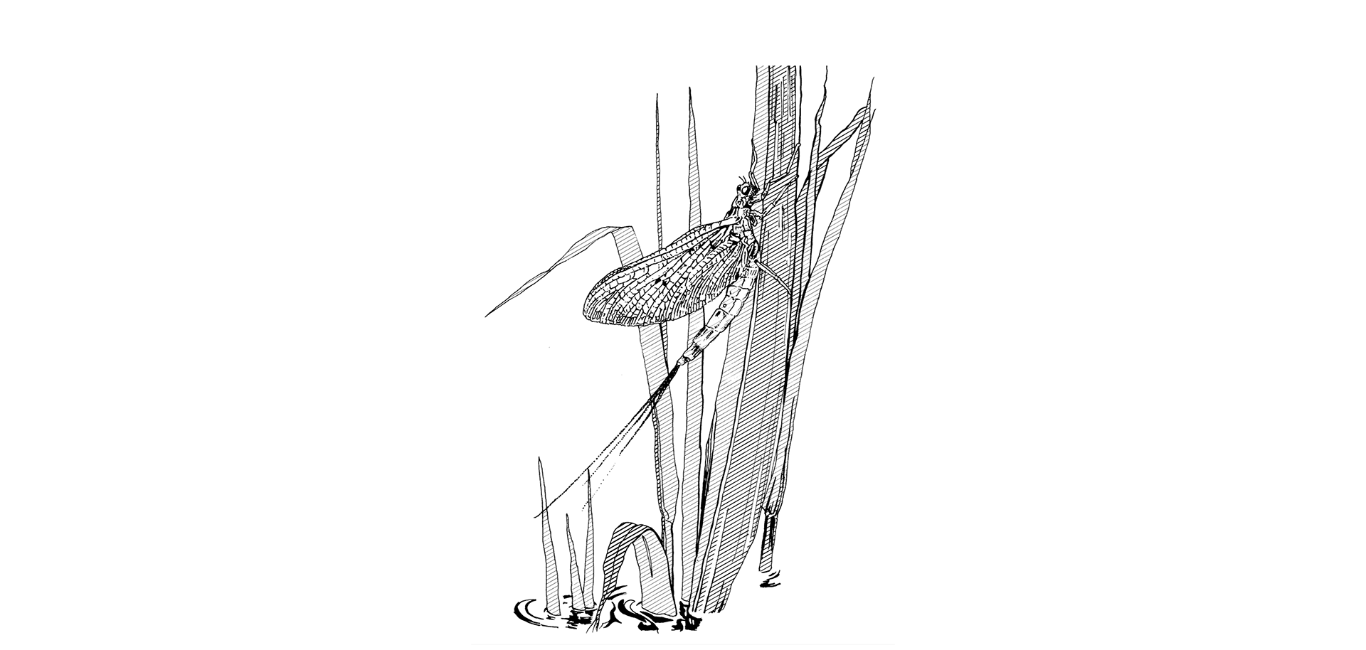 Black and white line illustration