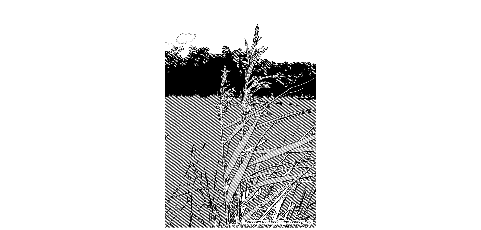Black and white line illustration