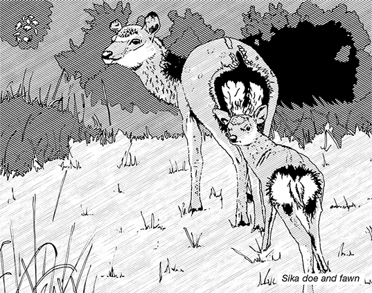 Black and white line illustration