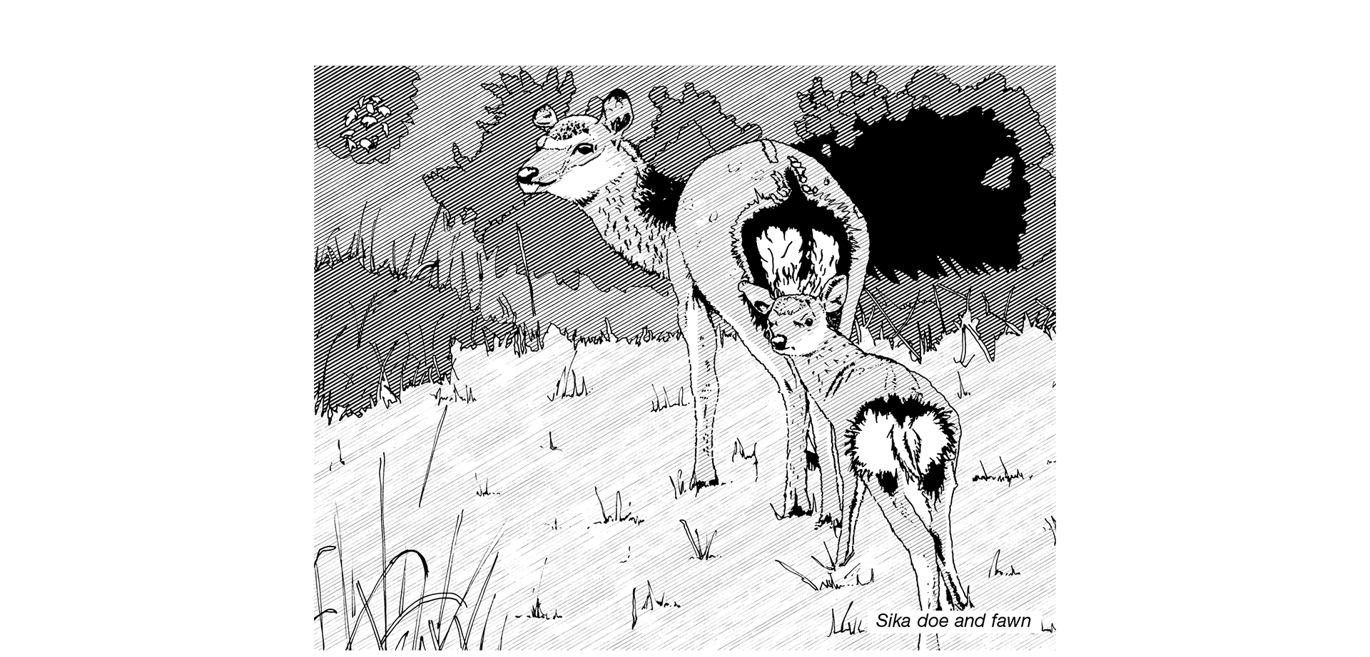 Black and white line illustration