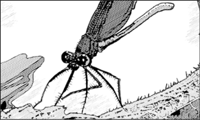 DAMSELFLY