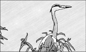 GREY HERON