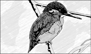 KINGFISHER