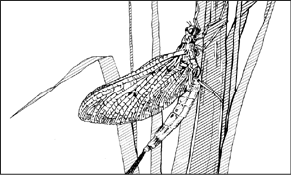 MAYFLY