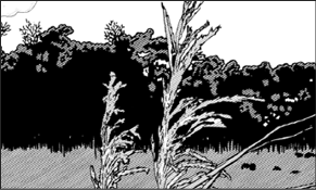 REED BEDS